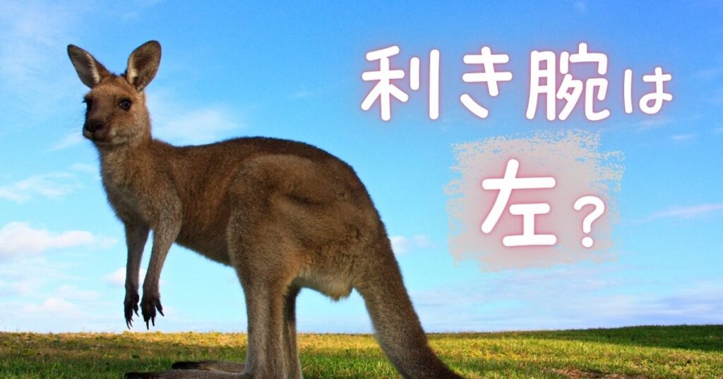 カンガルーは左利き！二足歩行が利き手に影響している？