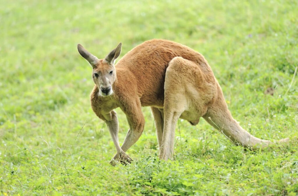 赤カンガルー