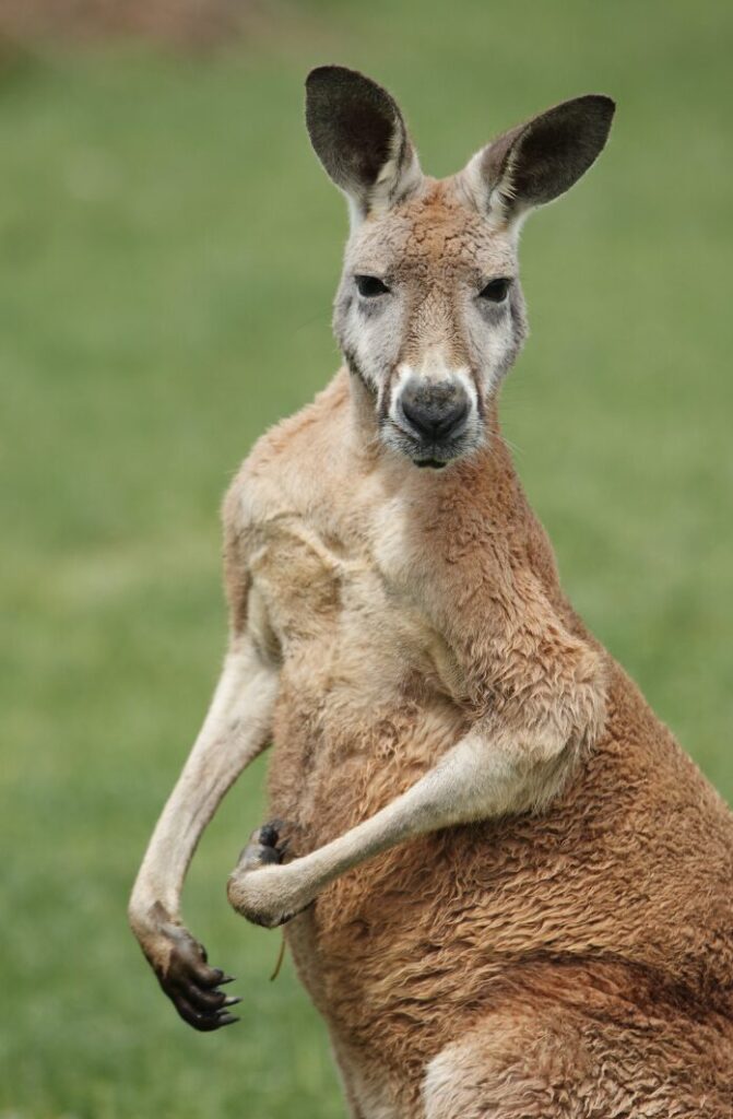カンガルー