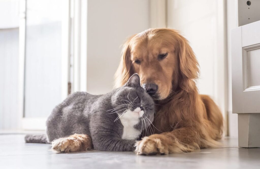 犬猫